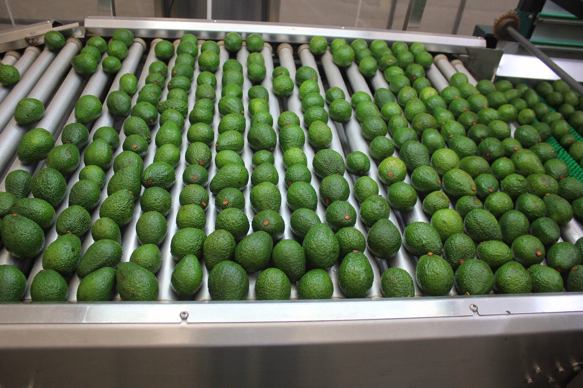 FelipeJaramill0's tweet photo. ¡Estamos felices! Hoy nuestra primera exportación de aguacate hass 🥑sale desde Cartagena a Estados Unidos. 🇨🇴🇺🇸#AguacateHassParaElMundo https://t.co/ne8pQeDKbm