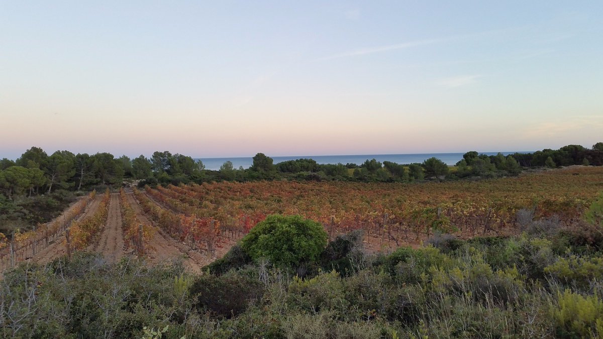 VinsduLanguedoc's tweet photo. Soif d’ailleurs – Garrigue, soleil et tramontane w/ @NadiaFournier  @Chacunsonvin https://t.co/bDR58TGt8x  #vinsdulanguedoc https://t.co/x2siwbOjFD