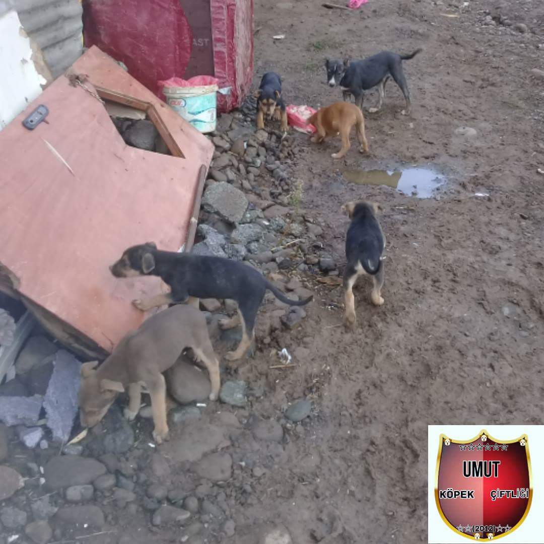 Umut köpek ciftligi (@umut_kopek) on Twitter photo 