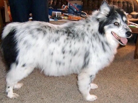 sweetladyaussie's tweet photo. Mom got me down to 53lbs from 75lbs. Thanks Mom! Love you! #senioraussie #tbt #throwbackthursday #throwback #aussierescue #aussiehuskymix https://t.co/oPU3XVp5WM