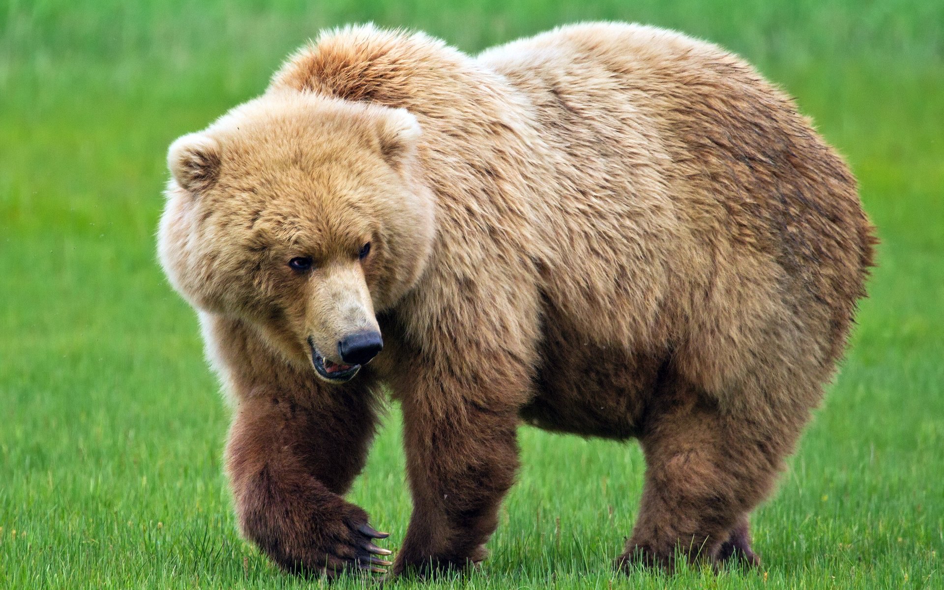4. Những Vụ Săn Bắn Gấu Grizzly Trái Phép: Phân Tích Và Hệ Lụy