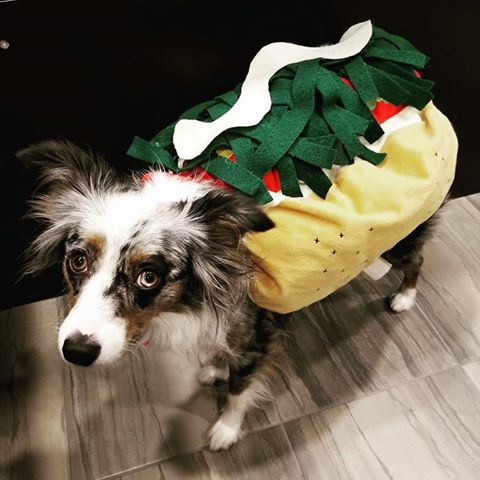 Actually, someone kindly shared with us this artistic and adorable picture of the little companion dressed in our Terimayo hotdog costume!