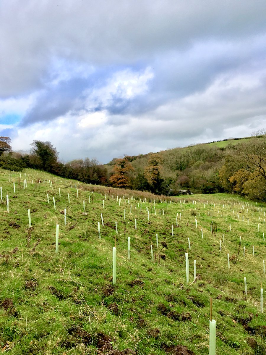 GlenoValleyBeef's tweet photo. Remember our little paddock? 100s of these guys🌲🌳🌴got planted today! Very excited! Fun times ahead for the #glenovalleybeef family 👩‍👩‍👧‍👦⛺️ https://t.co/ChC8sgIS2j