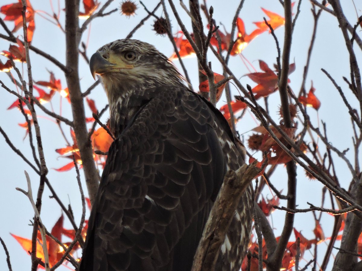 USFWS tweet picture