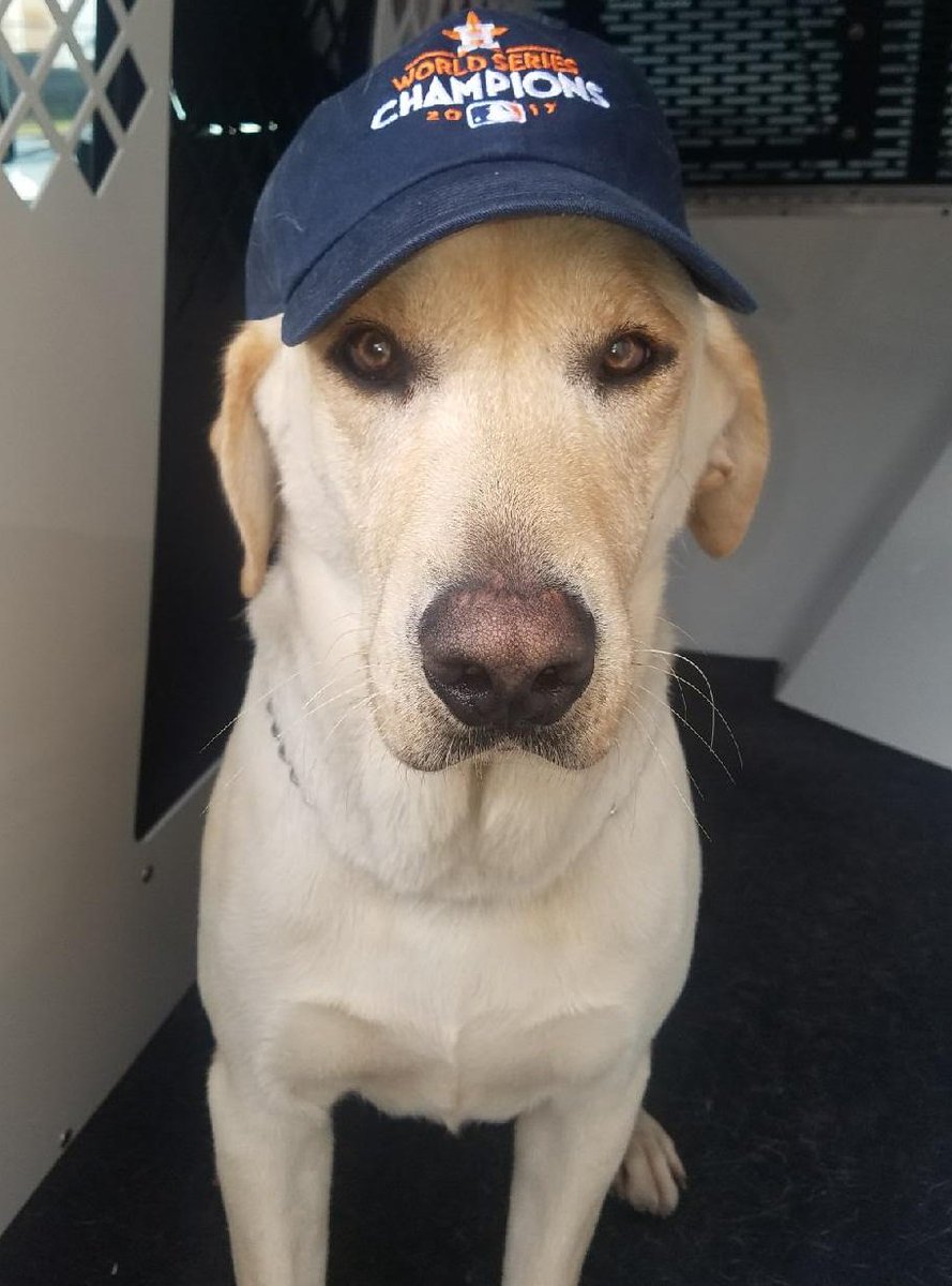 SpringISD's tweet photo. @TwinCreeksMS1 Can #K9Paco go?
He's got his gear ready! https://t.co/SFHGgEi2q3