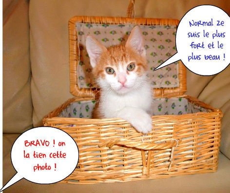 AnimauxDr0les's tweet photo. #drôle #chaton #bravo #cette #photo #plusFort #plusBeau https://t.co/oDAswnWZMc