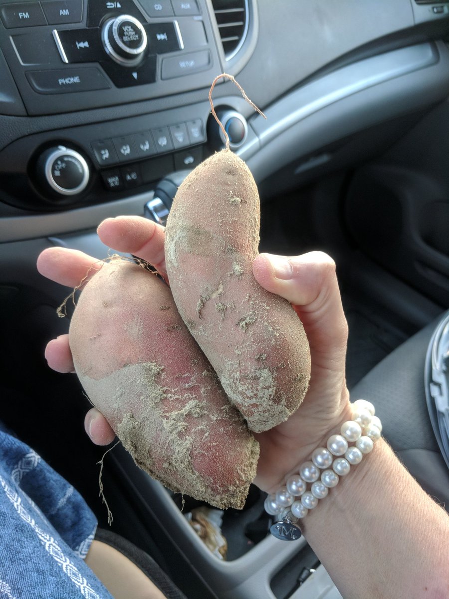 ThyMathMajesty's tweet photo. Husband texts that I may want to pick up something to add to our dinner. Stopped on the side of road for a couple sweet potatoes.
#gleaning https://t.co/RXwHMoSH85