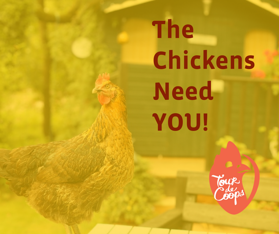 TourDeCoops's tweet photo. Volunteer opportunities are available fo... @tourdecoops @handsonphx 
#phoenix #volunteer #help #chickens #backyards #sustainable #eggs #fun https://t.co/SwLdkVFDHd