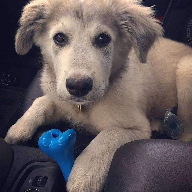Prized_Pet's tweet photo. This pup sure loves his #OrbeeTuff bone #dogtoy #goldenretreiver https://t.co/JoMIb8Lx7C