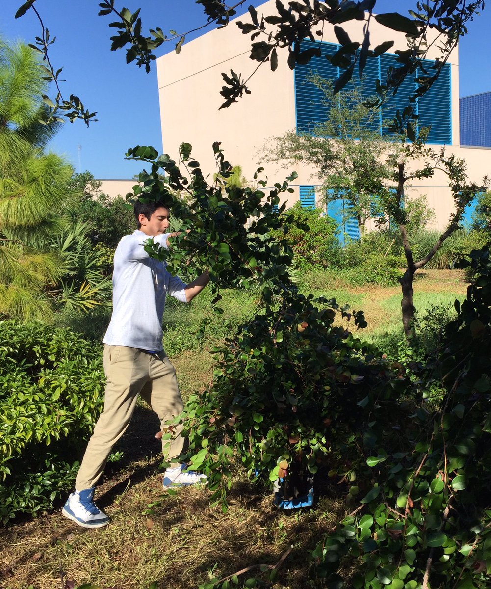 andrewkearns64's tweet photo. Rehabilitation of the @josemartimast #nativearboretum continues as #botany students prepare for upcoming fifth grade field trips! #fieldtripdestination #botanyfieldtrip #nativeplants #mast1718 😃🌿 @STEMDesignation @MDCPSSTEAM @FairchildGarden @fl_native_plant https://t.co/M85N1Or21v