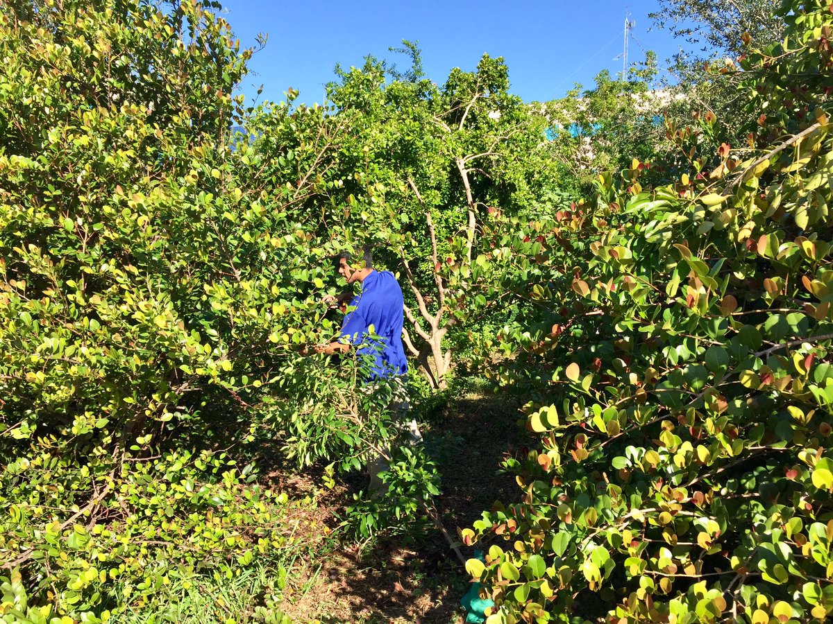 andrewkearns64's tweet photo. Rehabilitation of the @josemartimast #nativearboretum continues as #botany students prepare for upcoming fifth grade field trips! #fieldtripdestination #botanyfieldtrip #nativeplants #mast1718 😃🌿 @STEMDesignation @MDCPSSTEAM @FairchildGarden @fl_native_plant https://t.co/M85N1Or21v