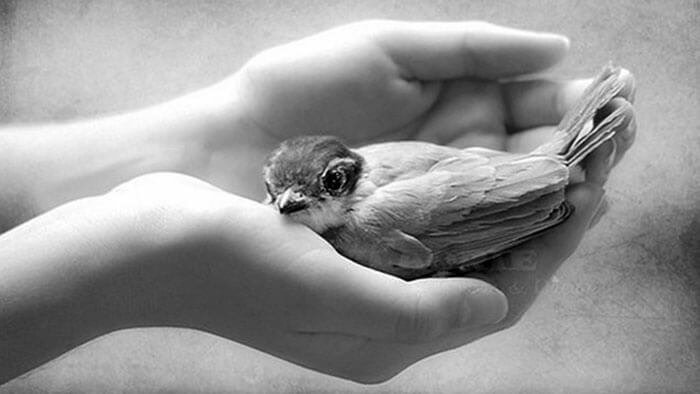 The easiest way to communicate
with other animals is with love.
A.D.W.