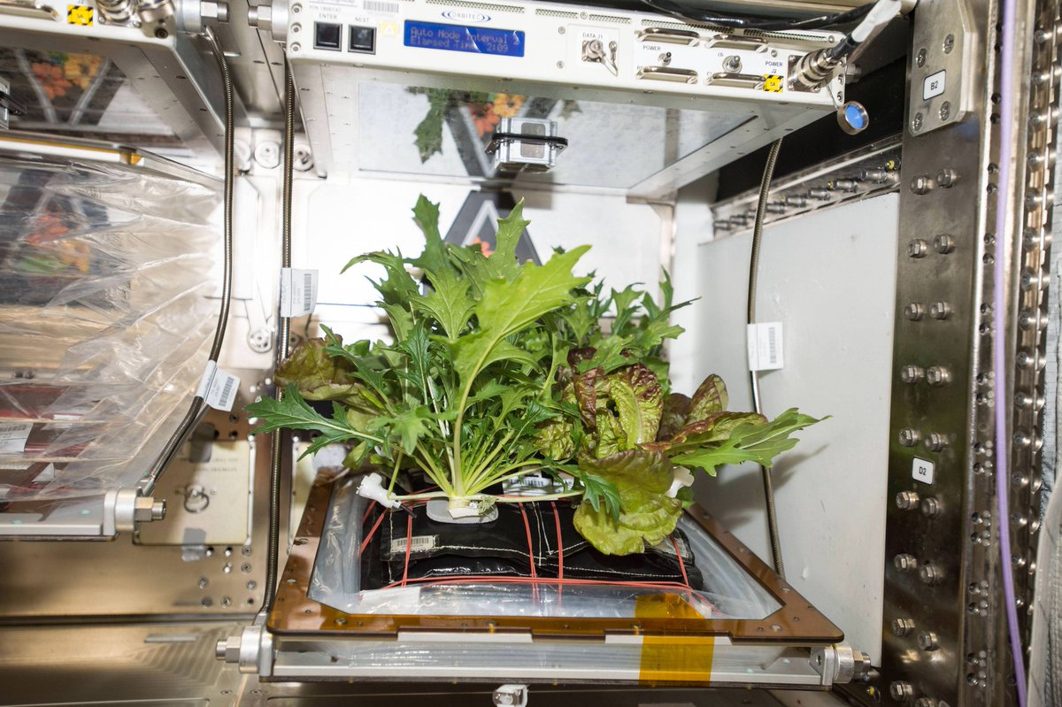 ThirdRockRadio's tweet photo. Space plants! https://t.co/CTa2tDXXC1 https://t.co/ZR3set1boj