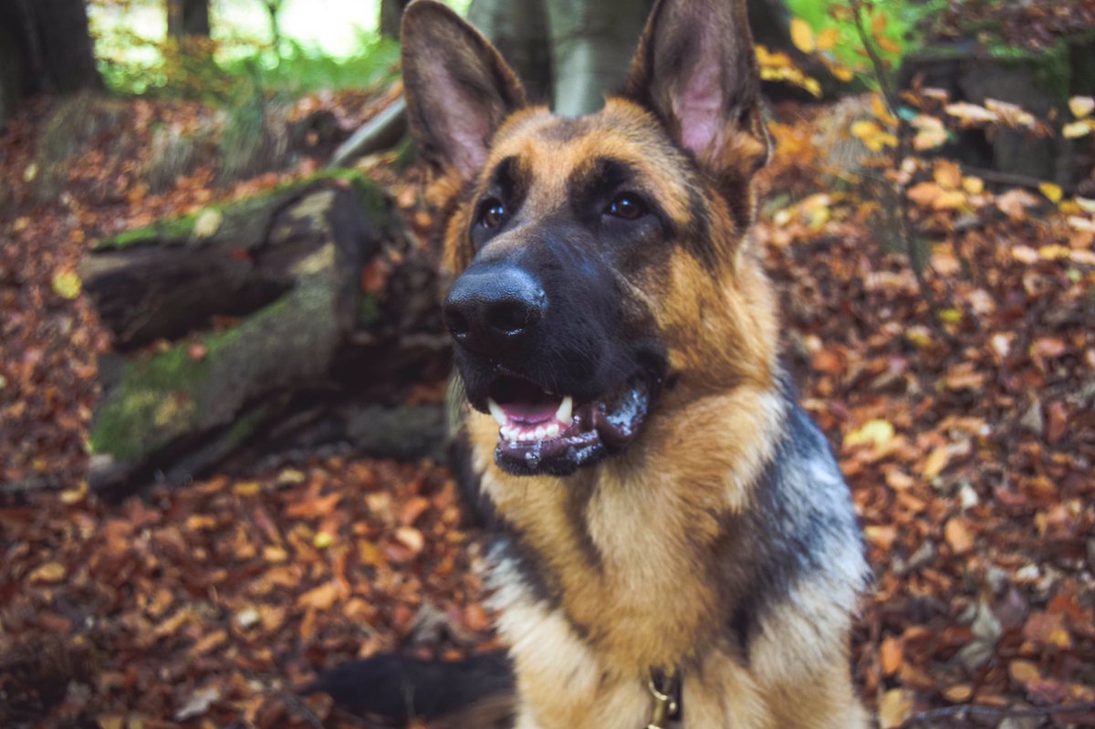 YummyHound's tweet image. We have a stunning new #PetModel named Loki the #GermanShepherd coming soon to our #PetCasting agency 🐾🐕💚⭐️