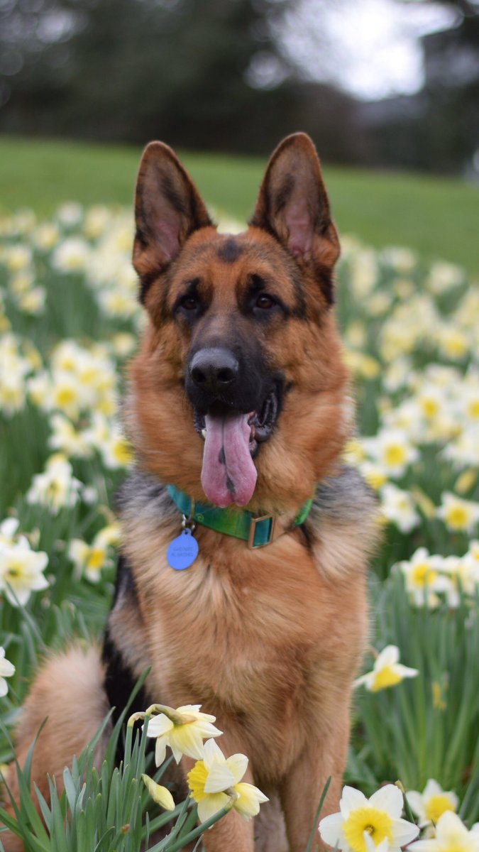 YummyHound's tweet image. We have a stunning new #PetModel named Loki the #GermanShepherd coming soon to our #PetCasting agency 🐾🐕💚⭐️