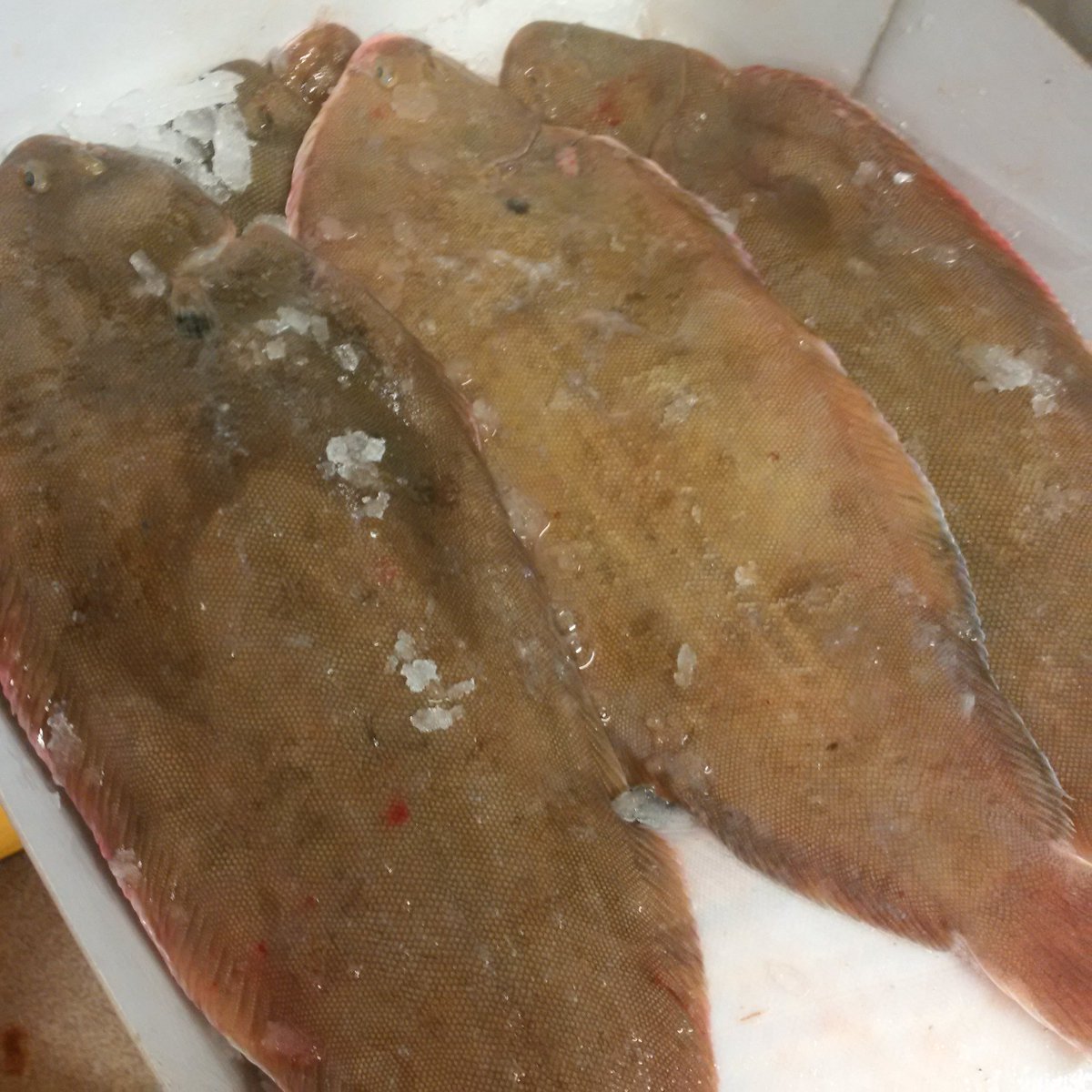 Southbank Fresh Fish tweet media