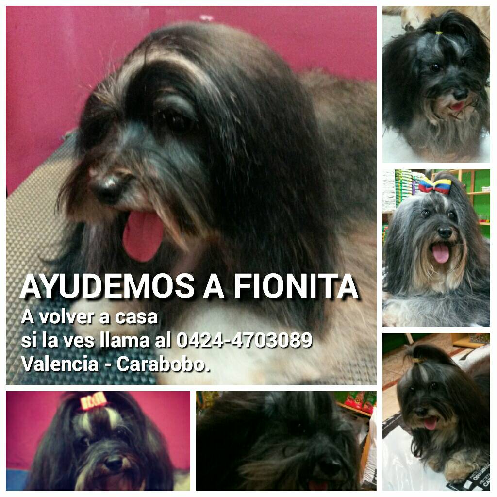 redrosesite's tweet photo. Se busca Fiona!😢  llama al 04244703089 #sebusca #mascota #valencia #avbolivarnorte #2nov  #perritoperdido #FelizJueves  #buscandoafiona https://t.co/FUQYXx2SMO