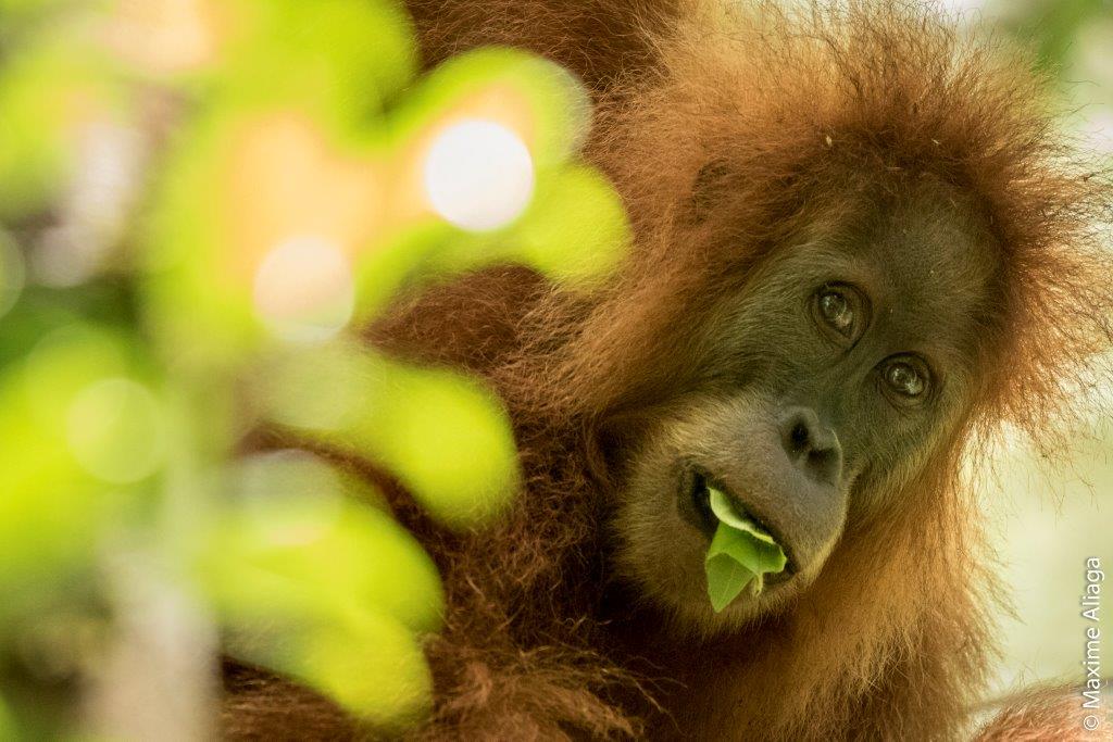 WWFespana's tweet photo. Descubierta una nueva especie de orangután en Sumatra! Y ya es el gran simio más amenazado... https://t.co/UebJT1UbAP #PlanetaVivo https://t.co/xwgWXa7N5G