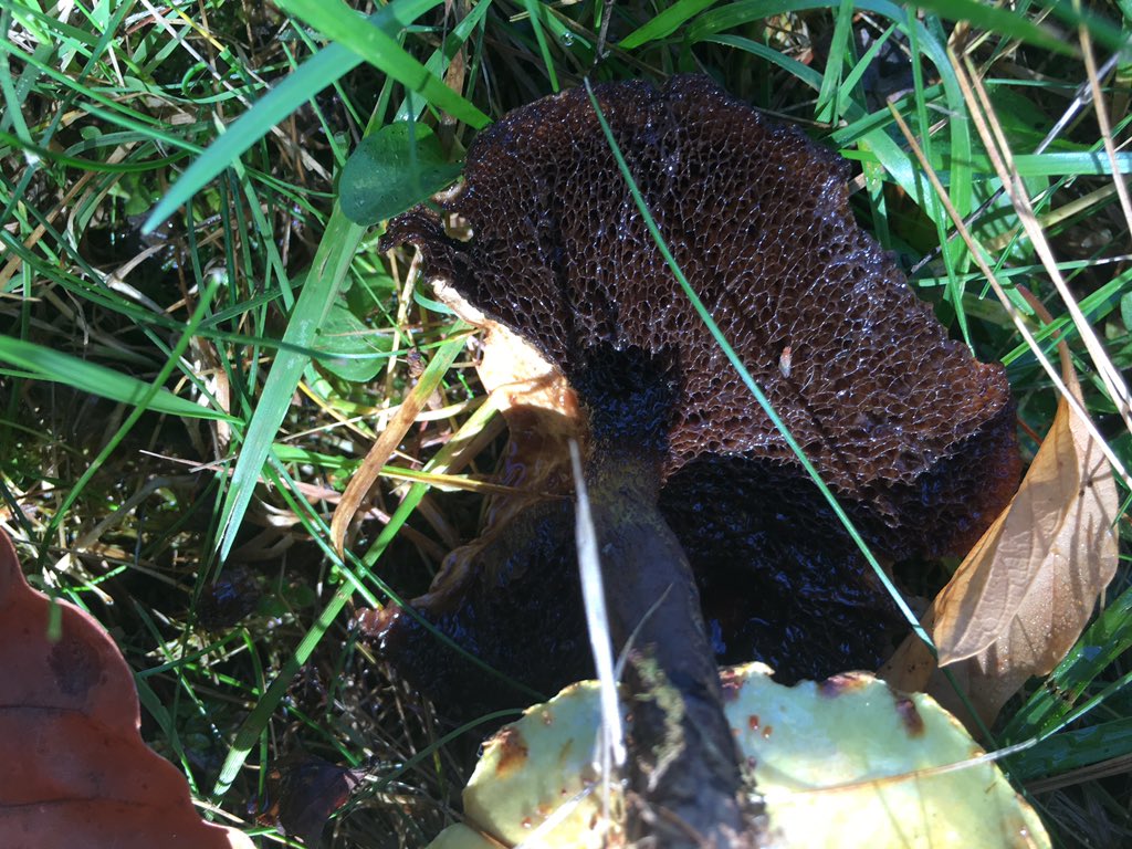 Mush Shroom tweet media