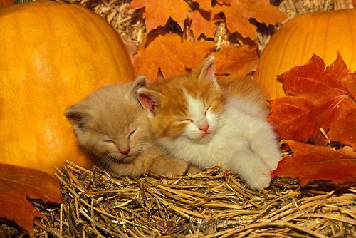 TransportSleep's tweet photo. #DaylightSavingTime ends on Sunday, November 5. Don't forget to move your clock back one hour. Enjoy that extra sleep time! https://t.co/WNZIKV2KlO