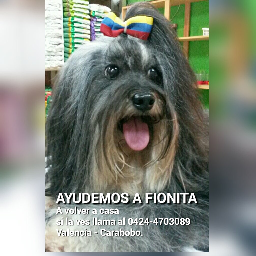 redrosesite's tweet photo. Se Busca Fiona😢 llama al 04244703089 #sebusca #2nov #mascota #perritoperdido #avbolivarnorte #valencia #buscandoafiona #perrito https://t.co/wMRJFF64S7