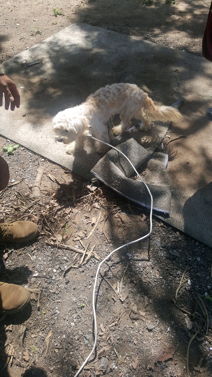 Amelia Smith tweet media