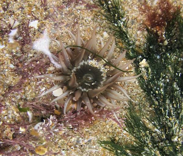 LoveMarineLife ๐ (@lovemarinelife) on Twitter photo Fab talk earlier by Mags <a href="/combediver/">ilfsac0086</a> for <a href="/CoastwiseR/">Coastwise North Devon ๐</a> members - underwater photography with some amazing photos ๐๐๐๐๐
Here's one of mine ๐ฎ Fab talk earlier by Mags <a href="/combediver/">ilfsac0086</a> for <a href="/CoastwiseR/">Coastwise North Devon ๐</a> members - underwater photography with some amazing photos ๐๐๐๐๐
Here's one of mine ๐ฎ