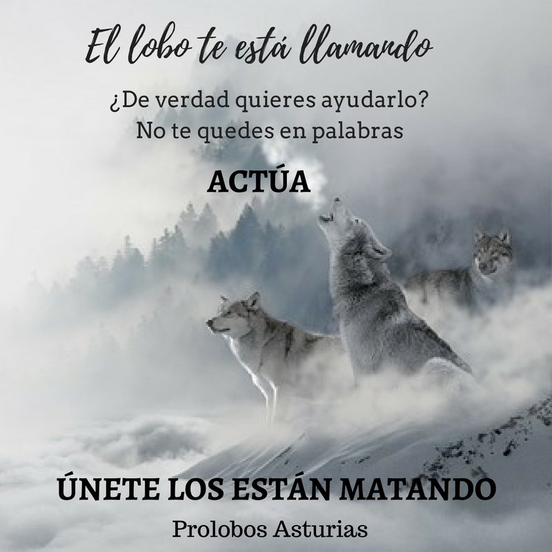 animalRESET's tweet photo. ¡El #lobo nos llama! Para #participar y #actuar, envíanos un correo a animalreset@gmail.com #lobovivo #loboprotegido #asturias #prolobos https://t.co/uk2iO9WRXV