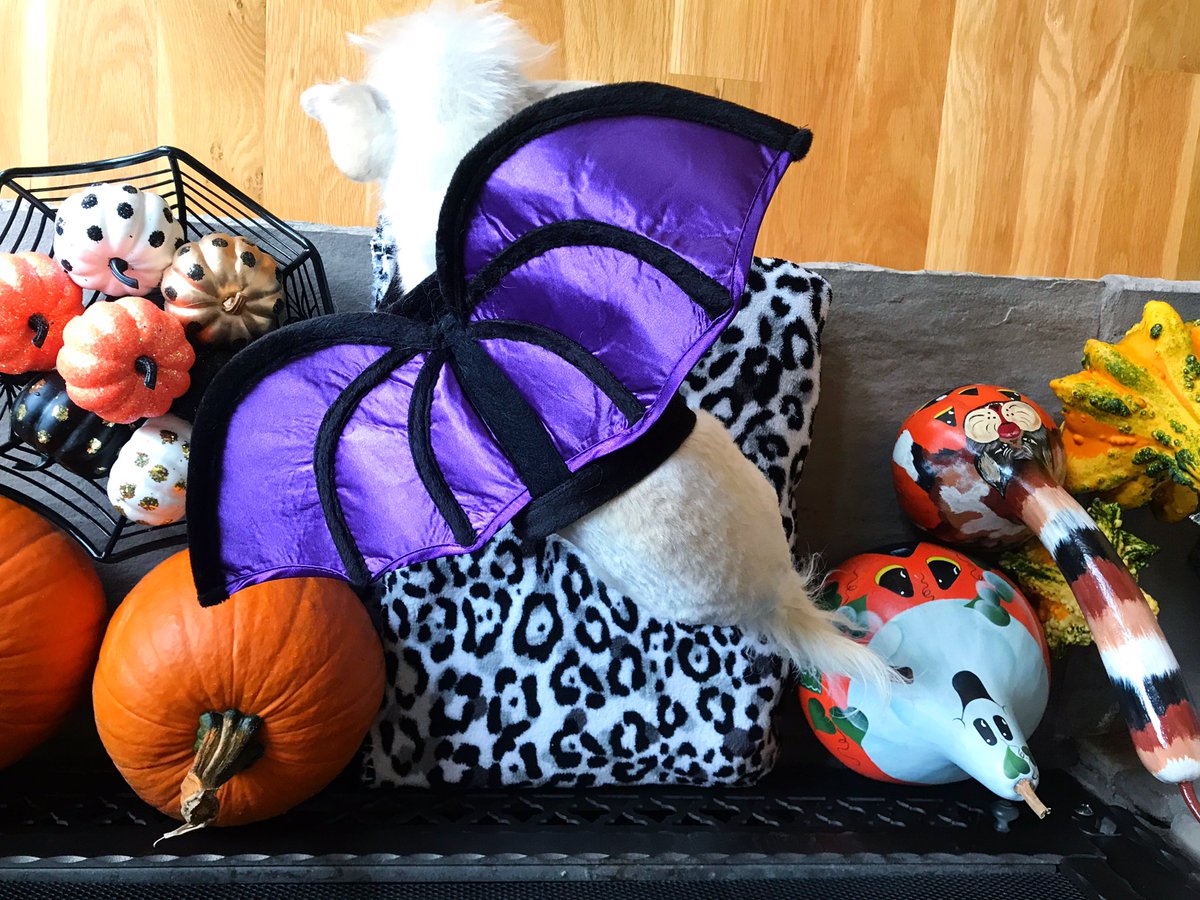 JamieJo0523's tweet photo. Why is she the cutest?? 🐾🐩/🐕Bat Chacha 🎃🍁🖤🦇 https://t.co/WK8WuehOdM