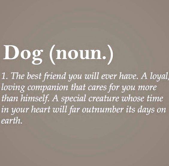 Dog Owners Worldwide tweet media