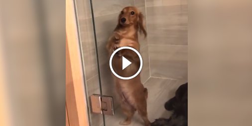 Un teckel #tropmignon heureux de faire la petite danse du bonheur 😍 ☛ bit.ly/2AcwVbZ