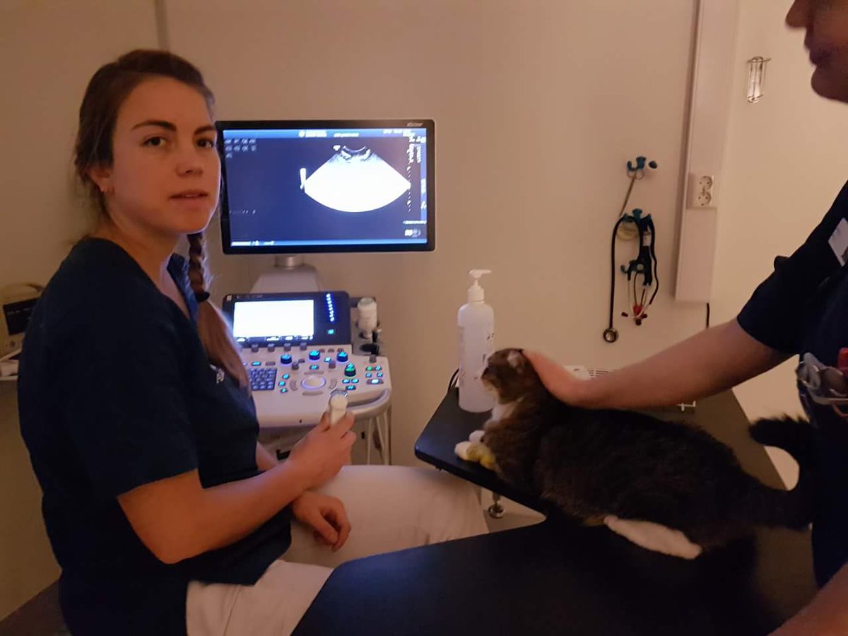 HuskattaPusur's tweet photo. Sorry folks, - I'm very ill. Time for surgery at the animal hospital tomortow to remove a tumor, - if possible. Have me in your thoughts 💕💞😢 https://t.co/qhx3LS0wVy