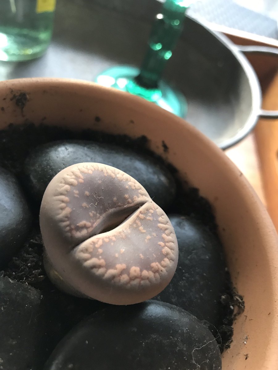 GretcheSuccs's tweet photo. #buttrocks #lovesuccs #lusciouslithops #greenga https://t.co/kMXac5TQay