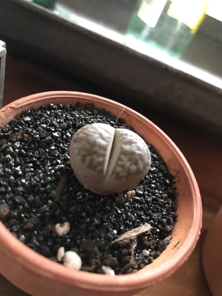 GretcheSuccs's tweet photo. #buttrocks #lovesuccs #lusciouslithops #greenga https://t.co/kMXac5TQay