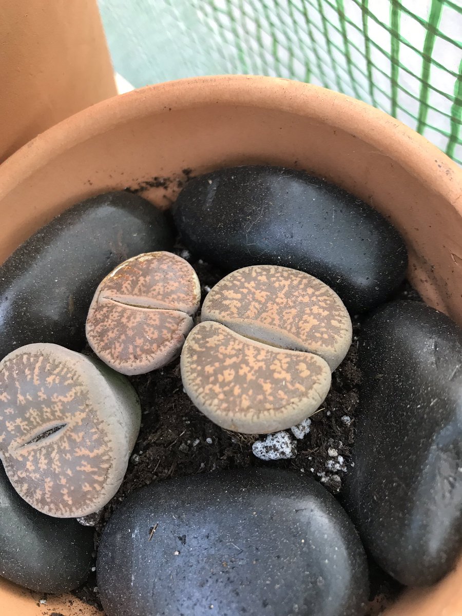 GretcheSuccs's tweet photo. #buttrocks #lovesuccs #lusciouslithops #greenga https://t.co/kMXac5TQay