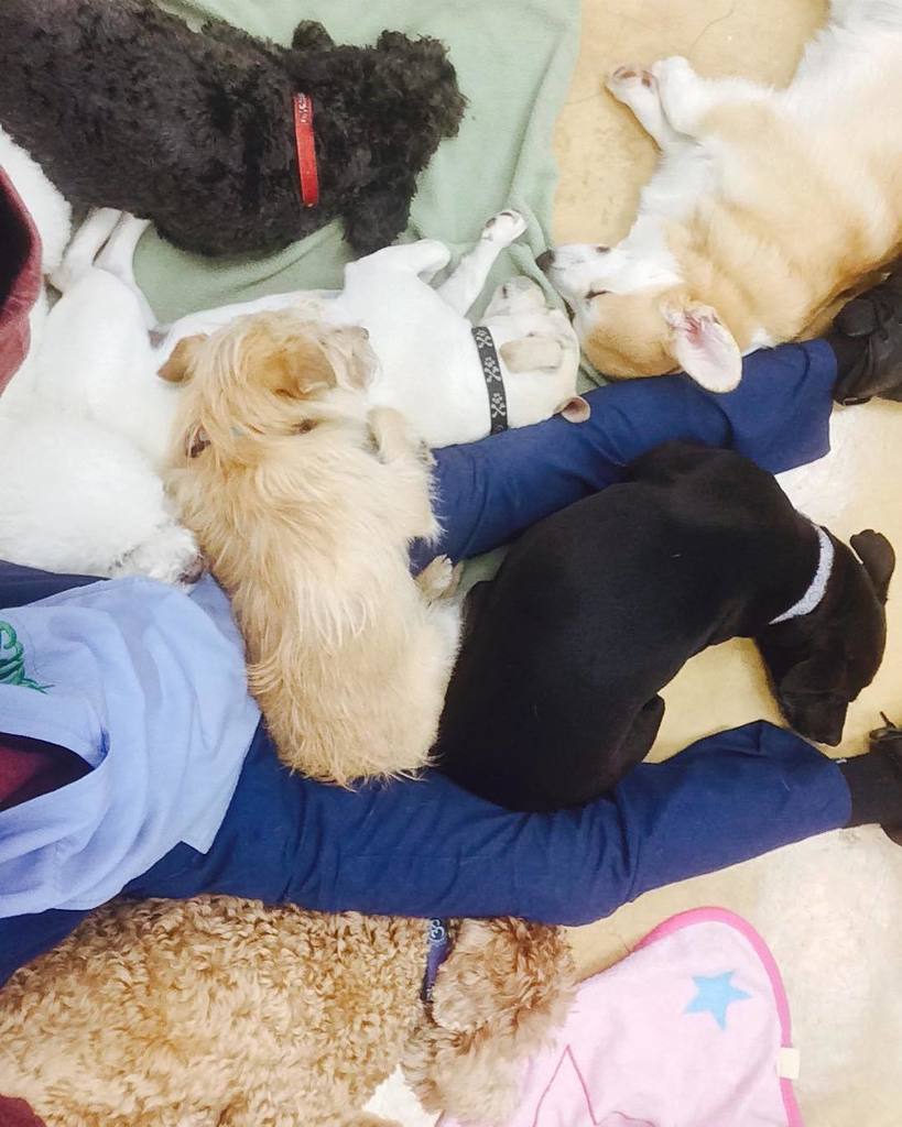 tailsboston's tweet photo. Snowfluff, Gus, Fenway, Miley, Bianca, Mango, Bruce. Shhhhhhh😴😴😴😴❤️❤️❤️❤️ https://t.co/yFFemCZ1mg https://t.co/OOXikpKEI8