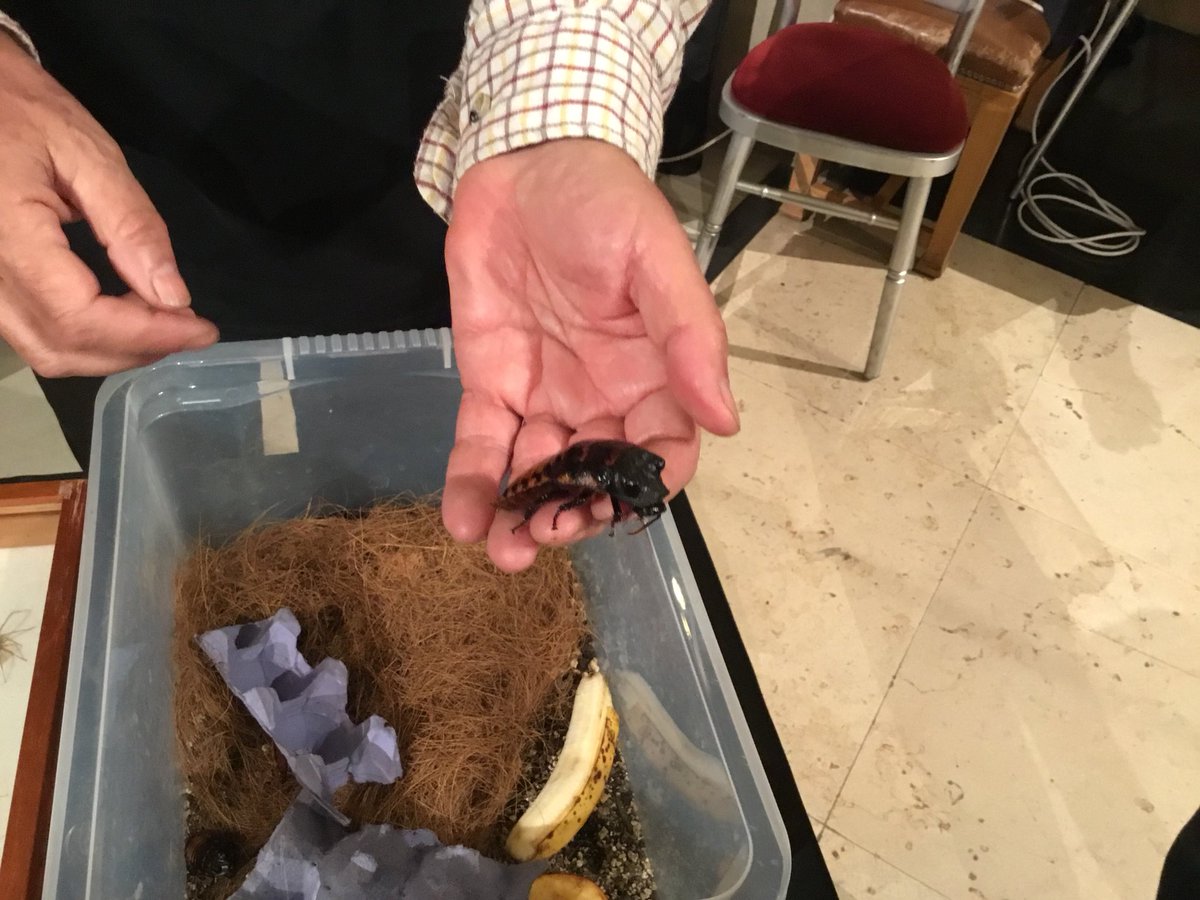 CU_PEEngin's tweet photo. There’s even live #CreepyCrawlies to hold! # @Museum_Cardiff MuseumAfterDark #NoThanks https://t.co/HIFlbtkZlk