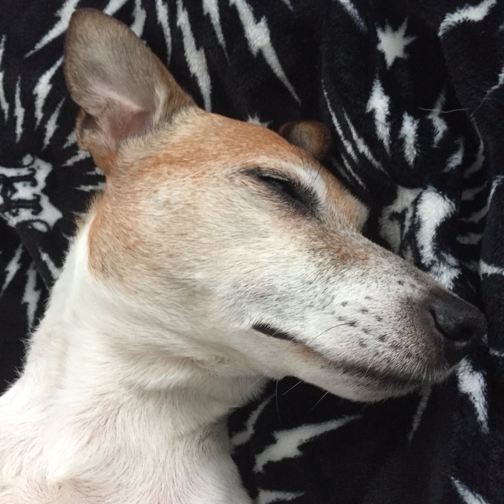 Jake__Leslie's tweet photo. @meldrwg Talk to the paw cos the snout ain’t listening. Ta x https://t.co/YdyT3CNzTr