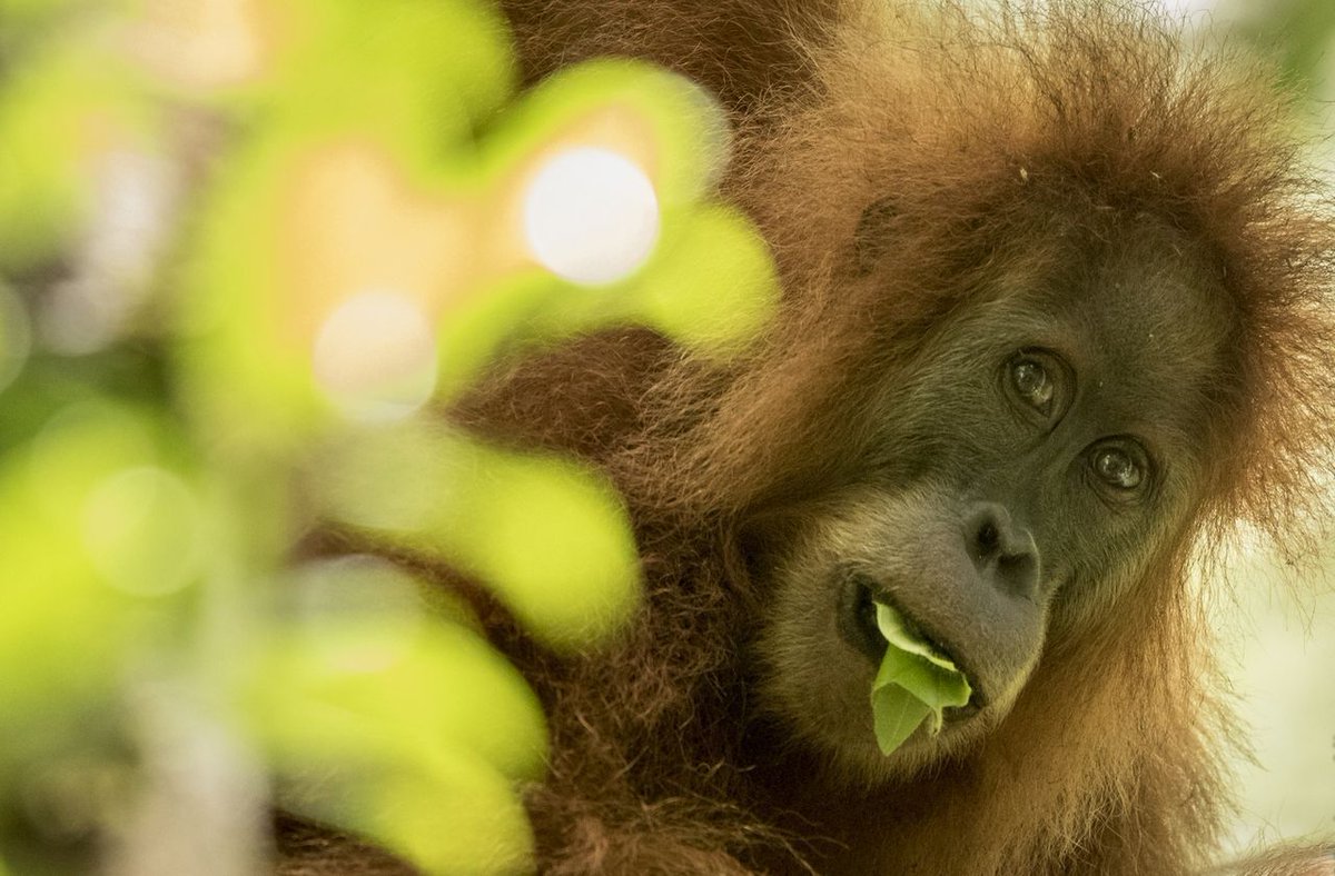 Vetitude's tweet photo. Une nouvelle espèce d’ #orang #outan découverte en Indonésie https://t.co/u1uMeu4a1l https://t.co/2o64ikMGY3