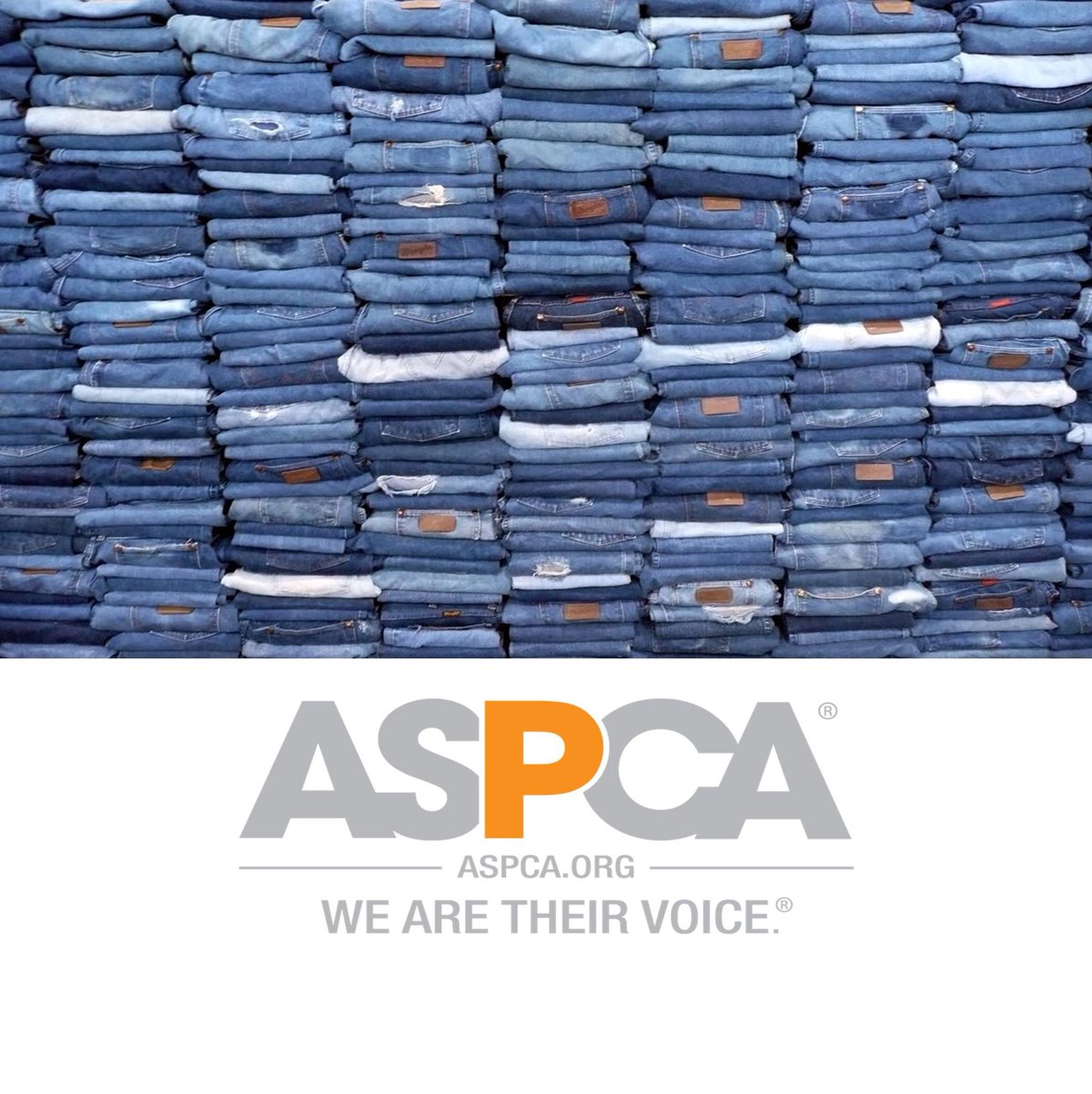 TMNA_Services's tweet photo. This monthβs charity jeans day contributions goes to @ASPCA . Thank you for supporting #animals at risk! #animalrights #TMNAS #aspca #love https://t.co/4GKIrJRY53