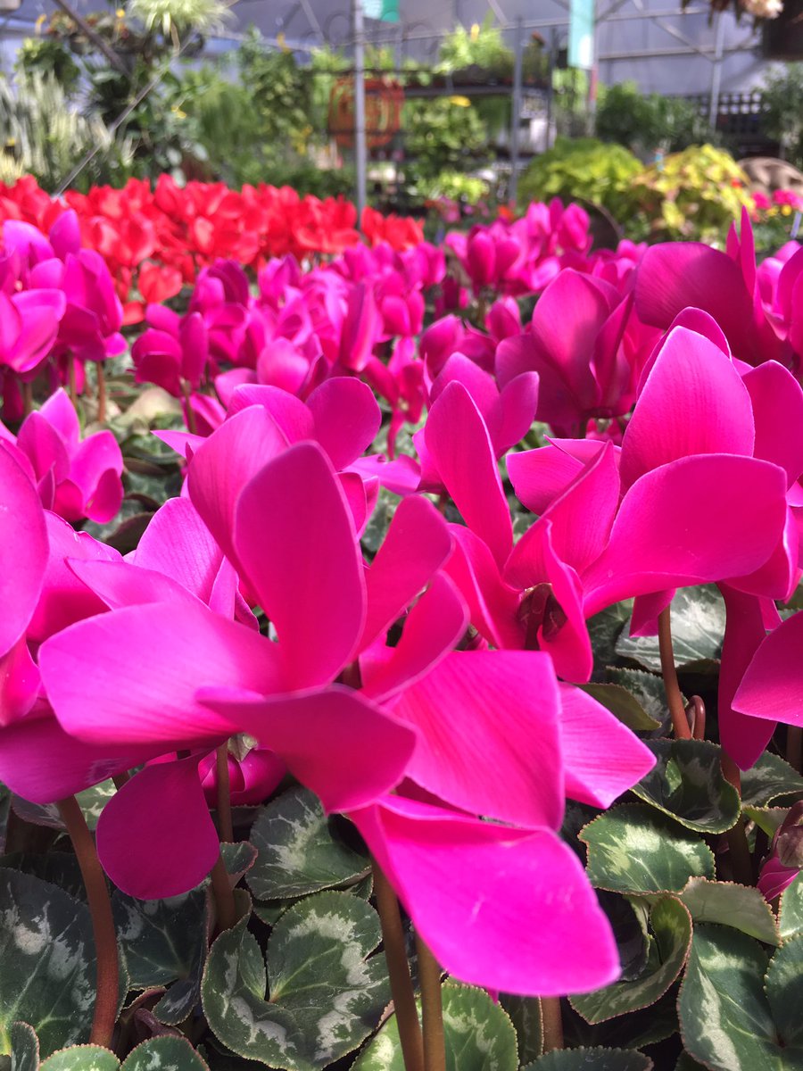 Buchanan�s Plants (buchanansplants) Twitter