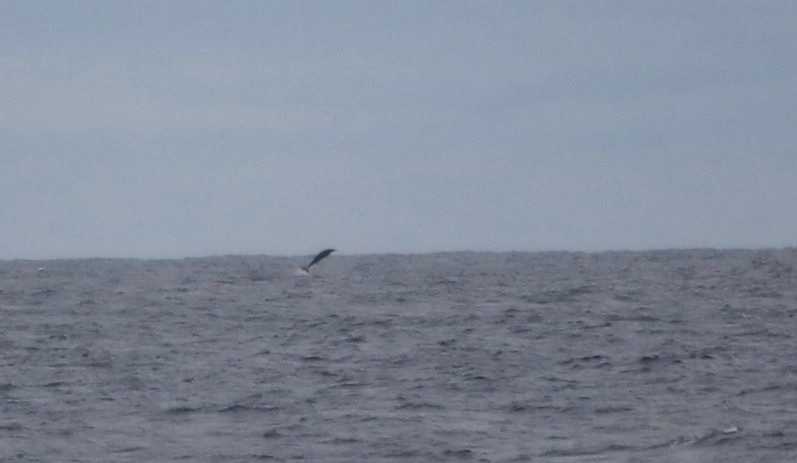 PatriciaABreen's tweet photo. Finally our first sighting of beaked whales! This group of three were breaching for a couple of minutes. #RVCelticVoyager #beakquest17 https://t.co/eXwOwv2Ad7