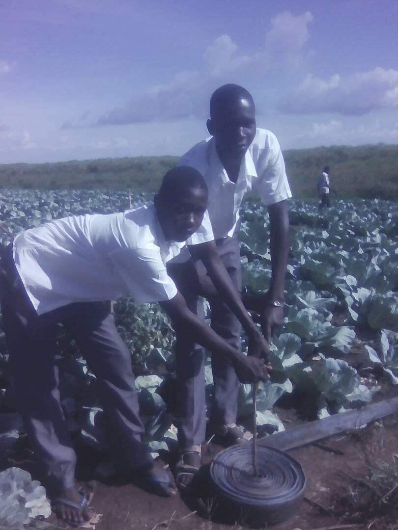 ACSETUganda's tweet photo. Students of Cleverland High School -Namasale, Amolatar doing horticulture farming: #SEC2017 @TweetAManToFish @accomplishtrust @ACSETUganda https://t.co/0q6x895UuU