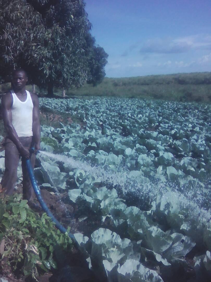 ACSETUganda's tweet photo. Students of Cleverland High School -Namasale, Amolatar doing horticulture farming: #SEC2017 @TweetAManToFish @accomplishtrust @ACSETUganda https://t.co/0q6x895UuU