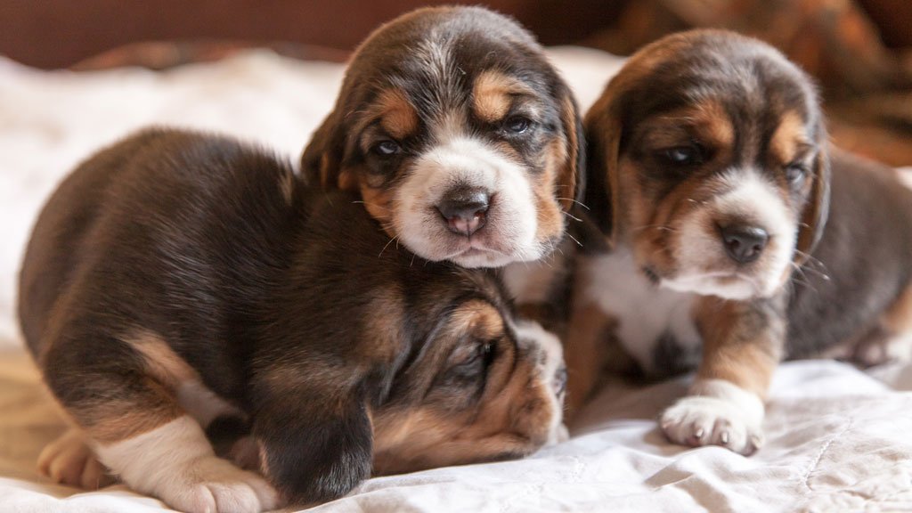 washwellbeing's tweet photo. This Beagle Puppy Yoga Class Is the Only Thing That Really Matters Right Now 
https://t.co/TVfqKMjJJB @BethAWolfe https://t.co/MrUcdpzn1d