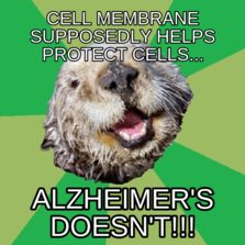 TheMiniMitocho1's tweet photo. Don’t vote for cell membrane they cause Alzheimer’s and let diseases in. #OrganelleWars @ms_westfall @realCellMem https://t.co/2OH40TMOND