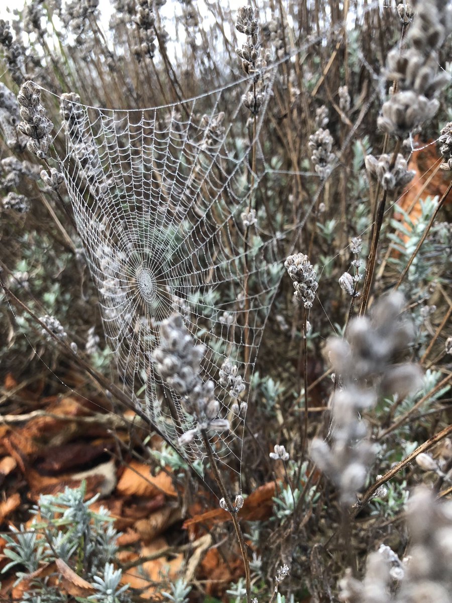StKathsScience's tweet photo. Thanks to all at tea with a scientist this eve! Also, look at these awesome spider web photos from this morning! https://t.co/CVn2g8AATU
