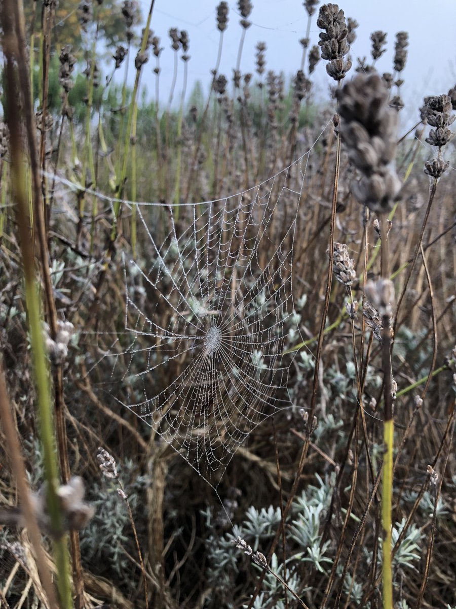 StKathsScience's tweet photo. Thanks to all at tea with a scientist this eve! Also, look at these awesome spider web photos from this morning! https://t.co/CVn2g8AATU