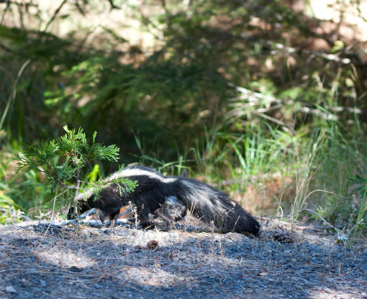 A sighting of the #worldfamous #southernoregon #skunk!

#willowwittranch #wildlife #ashland #ashlandoregon #oregonwild #getoutdoors