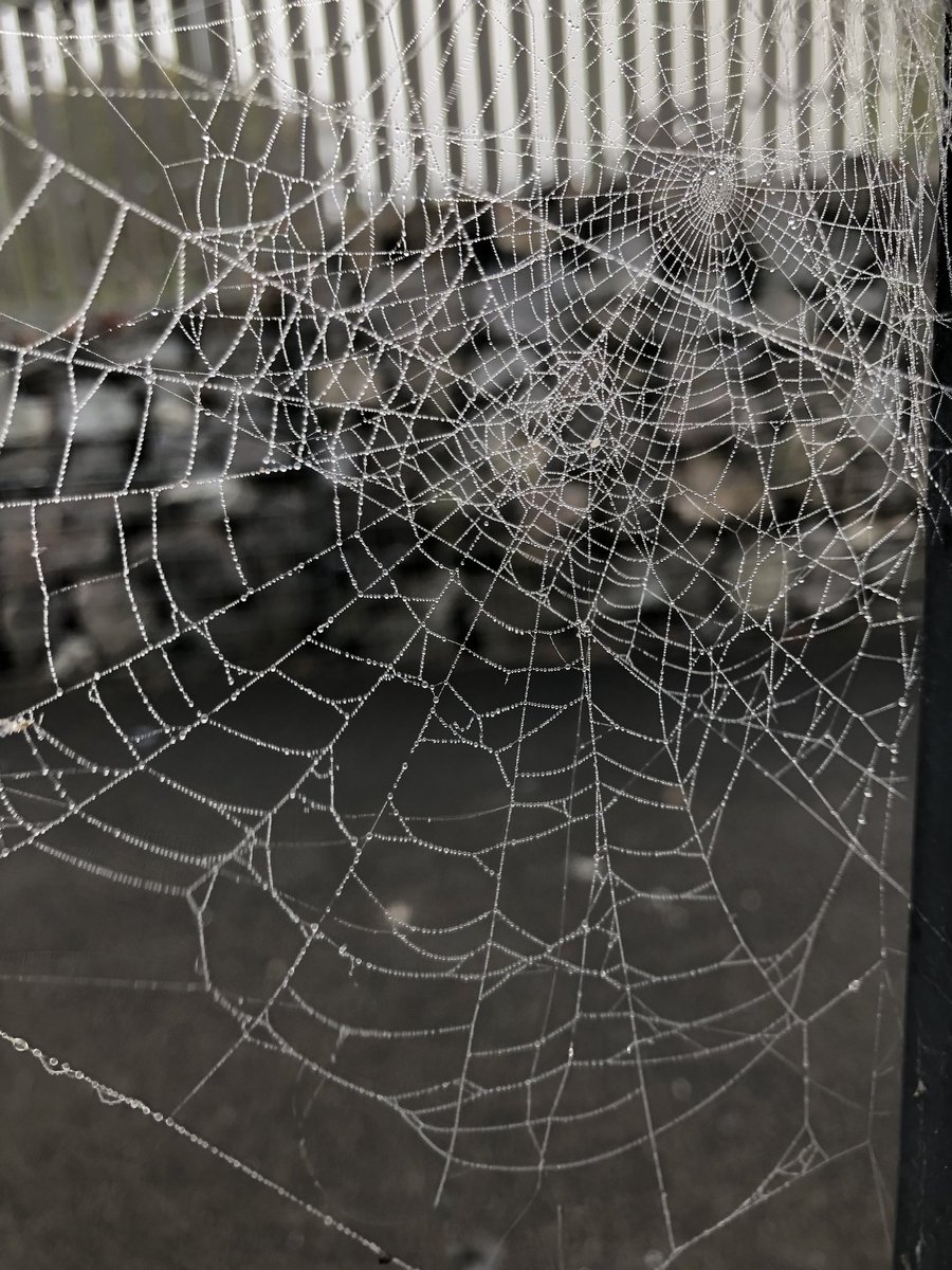 Thanks to all at tea with a scientist this eve! Also, look at these awesome spider web photos from this morning!